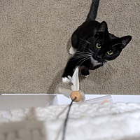 adopt a pet
