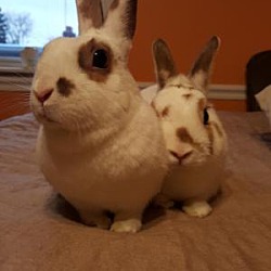 Thumbnail photo of Thumper & Snowball Hamilton #1