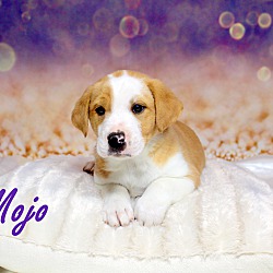 Thumbnail photo of Mojo~adopted! #2