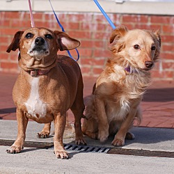 Thumbnail photo of Bonded Pair- Little #1