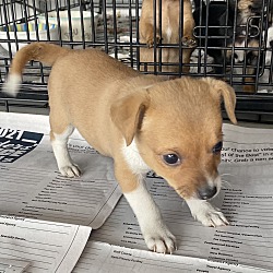 Adopted Pets At Shay S Stray S Animal Rescue In Culver City California
