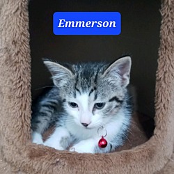 Photo of Emmerson