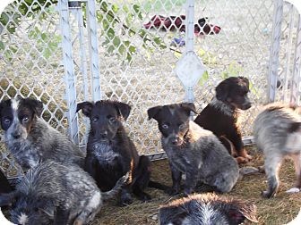 La Crosse, WI - Labradoodle. Meet Puppies a Pet for Adoption.