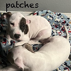 Photo of Patches