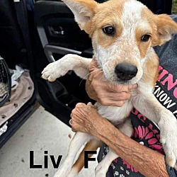 Thumbnail photo of Liv #1