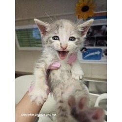 Thumbnail photo of Precious-Rescue only #1