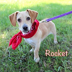 Thumbnail photo of Rocket (and Pinkie) #1
