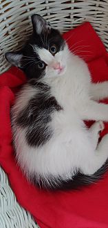Domino