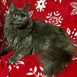 loudon petfinder