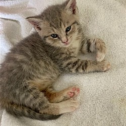 Thumbnail photo of Juno - Adopted! #2