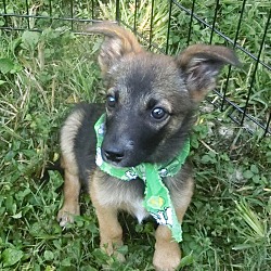 Thumbnail photo of Mulder~adopted! #3