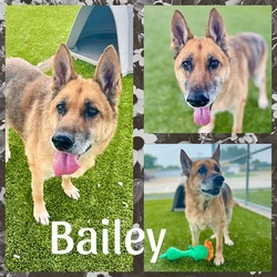 Photo of BAILEY