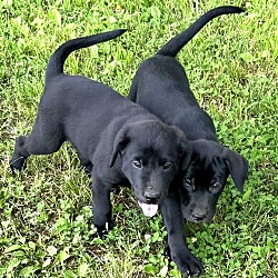 Thumbnail photo of BLACK LAB MIX PUPPIES #2