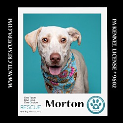 Thumbnail photo of Morton (Cartoon Cuties) 080324 #2