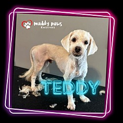 Thumbnail photo of Teddy #3