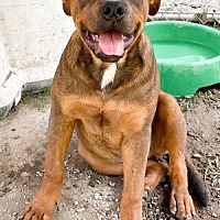 adopt a pet