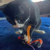 adopt a pet