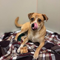 adopt a pet