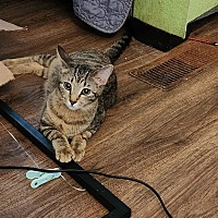 adopt a pet