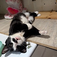 adopt a pet
