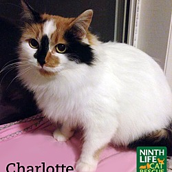 Thumbnail photo of Charlotte #1