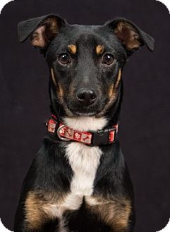 manchester terrier mix puppies