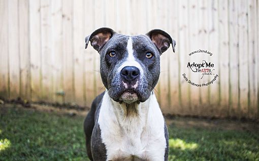 Charlotte Nc Pit Bull Terrier Meet Zara A Pet For Adoption Adopted