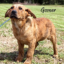 Thumbnail photo of Gomer~adopted! #1