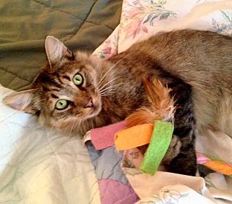 ear mite treatment petsmart