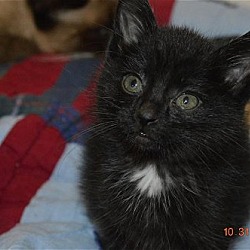 Thumbnail photo of Ao Litter Betsy - Adopted 11.12.16 #1