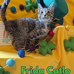 Photo of Frida Catlo - $55 Adoption Fee Special