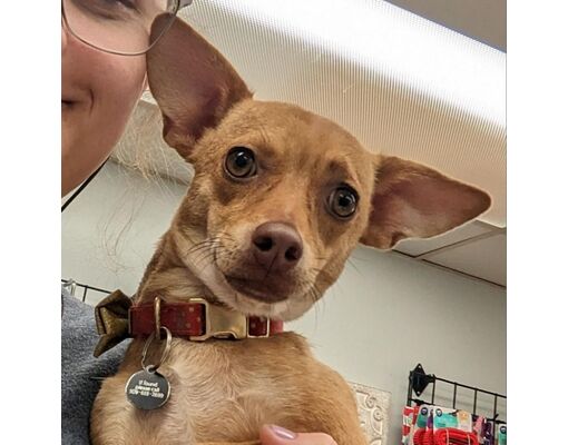 Spokane, WA - Chihuahua/Mixed Breed (Small). Meet Capa a Pet for ...