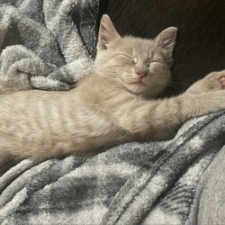 Thumbnail photo of Cheeto #3