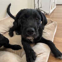 adopt-pet
