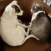 adopt a pet