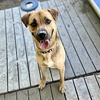 adopt a pet
