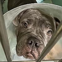 adopt a pet