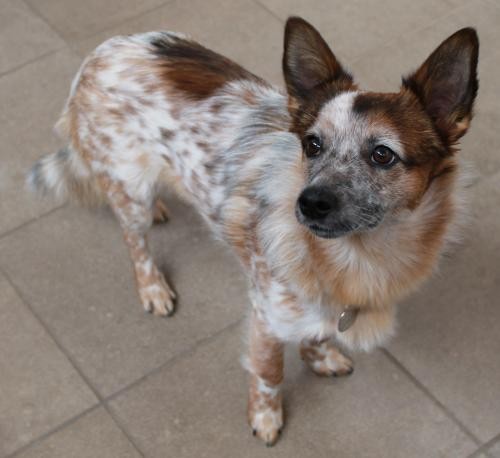 australian cattle dog chihuahua mix