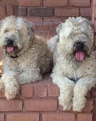 wheaten terrier for adoption near me