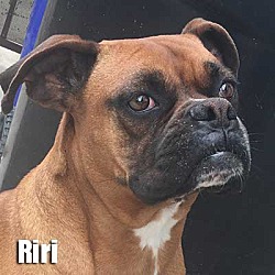 Thumbnail photo of RIRI #1
