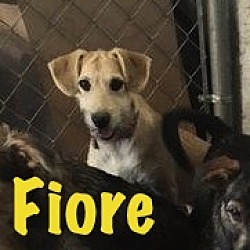 Thumbnail photo of Fiore #2
