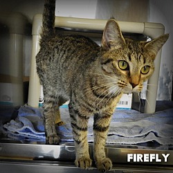 Thumbnail photo of Firefly #2