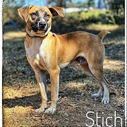 Photo of Stitch (Shepherd Siblings)