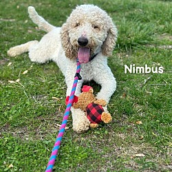 Thumbnail photo of Nimbus #1
