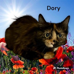 Photo of DORY