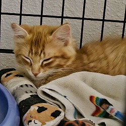 Photo of Cheddar (bonded with Cojack)