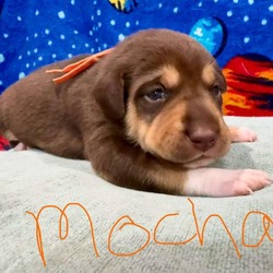 Thumbnail photo of Mocha #1