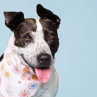 adopt a pet