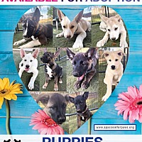 adopt a pet