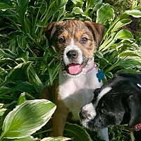 adopt a pet